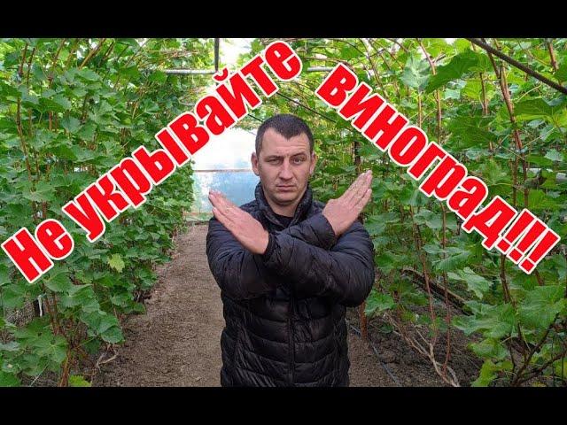 Лучше не спешить! Когда не нужно и когда нужно укрывать столовые сорта винограда на своём участке!?