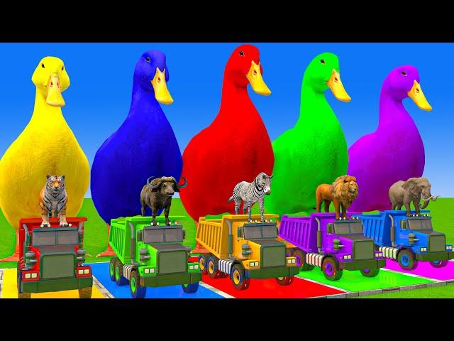 5 Giant Duck Cartoon,Cow,Elephant,Tiger,Lion,Dinosaur,Paint Wild Animals Crossing Fountain Animation