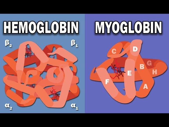 HEMOGLOBIN AND MYOGLOBIN BIOCHEMISTRY