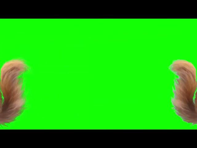 Dancing Squirrel Green Screen Template WITH SONG TikTok Meme