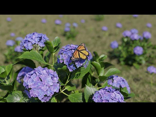 Butterfly CGI Breakdown