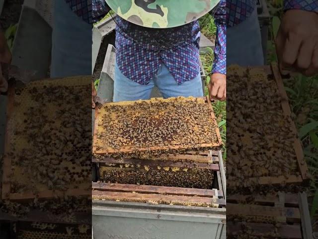 check new beehive .