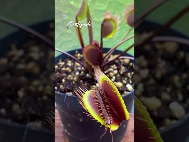 Centipede | Venus Fly Trap | Dionaea Muscipula | #insectkiller #flytrap #shortsfeed #shorts