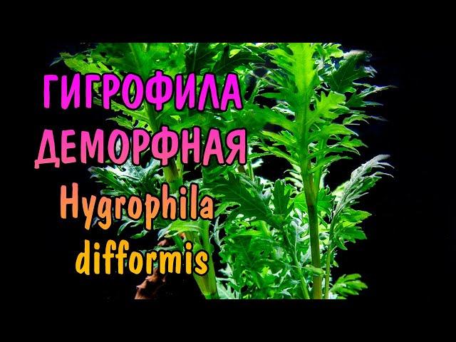 ГИГРОФИЛА ДЕМОРФНАЯ ( Hygrophila difformis )