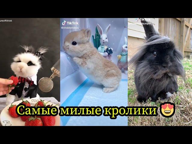 Кролики - смешные и милые зайчики. Видео Подборка #1