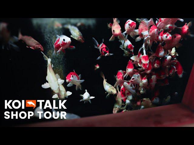 Shop Tour | Elite Koi