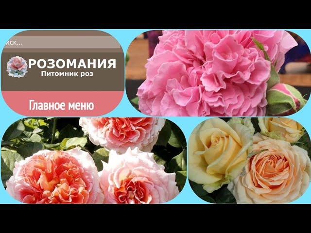 Обзор посылки с розами из питомника "РОЗОМАНИЯ"! #РОЗЫ #уральскиерозы #обзорпосылки