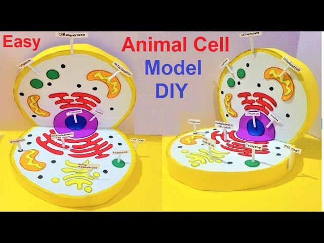 Animal Cell Model (3D) model making using cardboard and paper | howtofunda  | still model