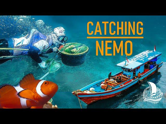 Where Aquarium Fish come from | The REAL NEMO STORY | Sailing Florence - Ep.100