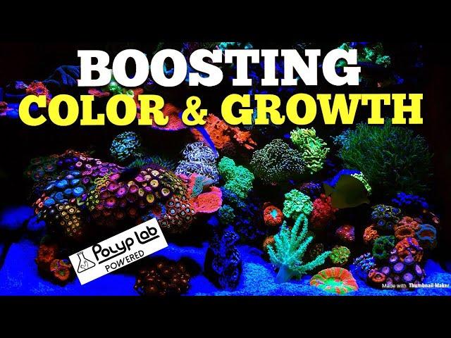 Boosting Coral Color & Growth