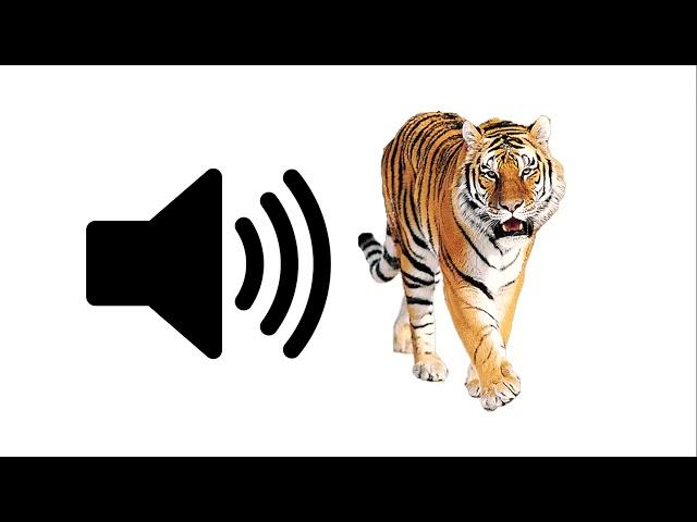 Tiger (Rawr) - Sound Effect