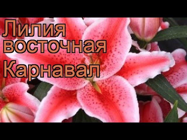 Лилия восточная Карнавал (lilium carnival)  Карнавал обзор: как сажать, луковицы лилии Карнавал