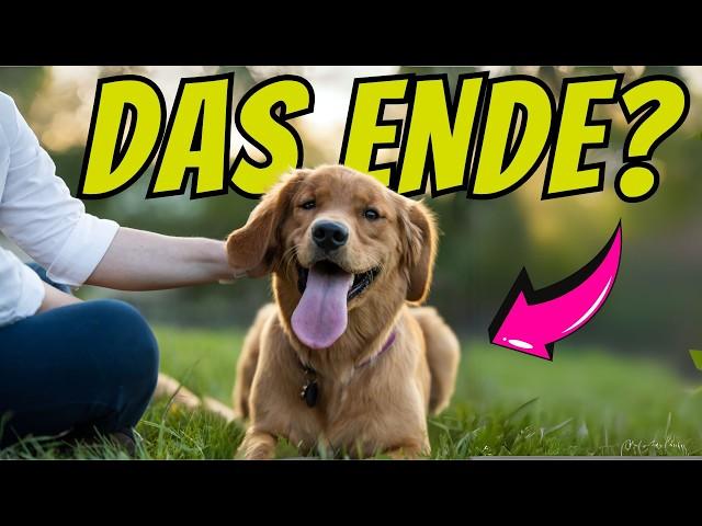 6 Zeichen, dass dein Hund sein Lebensende erreicht