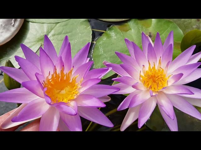 Нимфея Purple Lucent (nymphaea Purple Lucent)