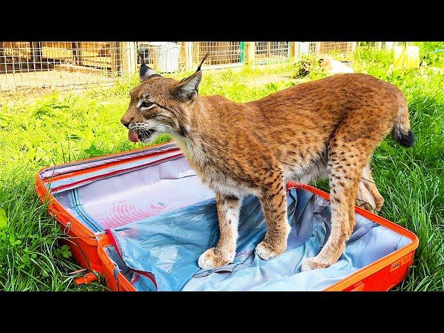 WHICH LYNX IS THE MOST DOMESTIC? / Maine Coon Naya got pregnant from Lord