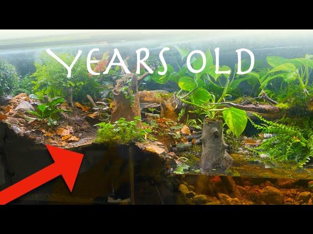 Years old rainforest ecosystem vivarium over time, this happened...