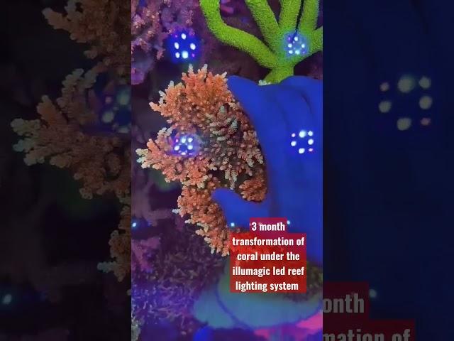 3 month #coral frag transformation under illumagic leds for #reef tanks