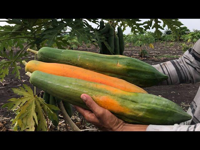 The best variety of papaya  in my farm and seed extraction