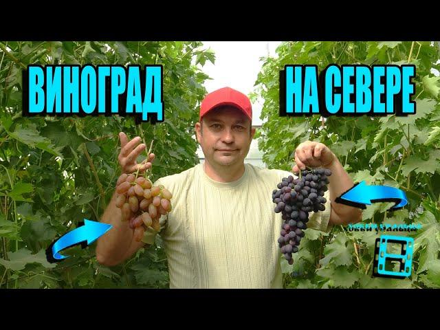 ВИНОГРАД НА СЕВЕРЕ - ХОББИ УРАЛЬЦА