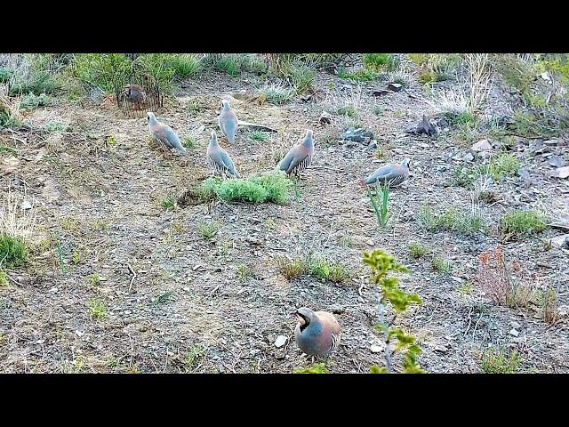 Шикори Кабк Keklik avi tuzakla Охота на куропатка Partridge hunting Kabk shikar شکار کبک Chukar avi