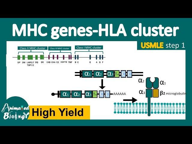 MHC gene expression | MHC polymorphism | HLA cluster | USMLE step 1