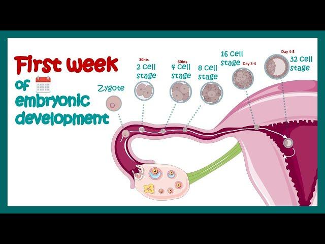 Embryology | Fertilization, Cleavage, Blastulation | First week of embryonic development | Zygote