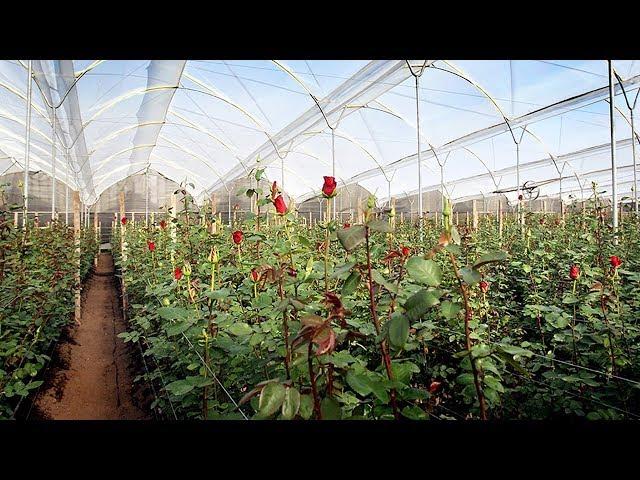 A Rosaprima Experience "Farm Tour"