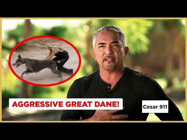 An Aggressive Great Dane | Cesar 911