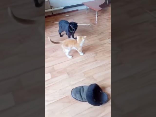 Бой Хабиба и Коннора! #Cats #fun #кошки #котята #юмор #драка #смешно #fight