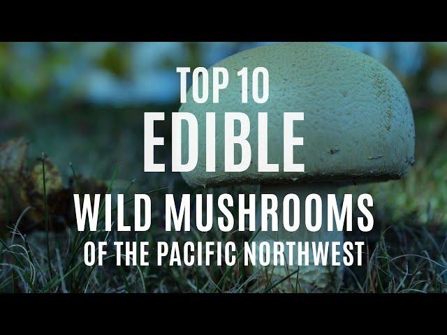 Top 10 Edible Wild Mushrooms of the Pacific Northwest