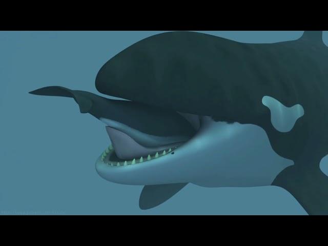 Round trip porpoise - Vore