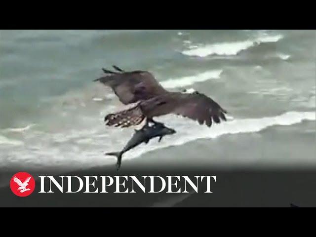 Huge bird of prey catches shark-like fish on beach