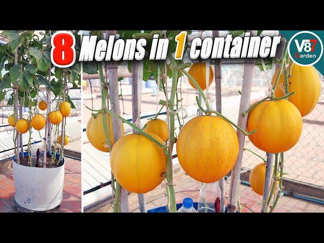 How to Grow Melon in Container from Seed to Harvest