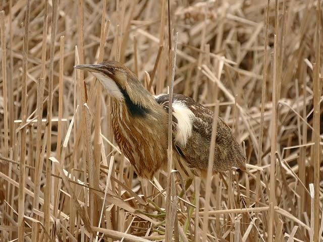 Butor d’Amérique   American Bittern