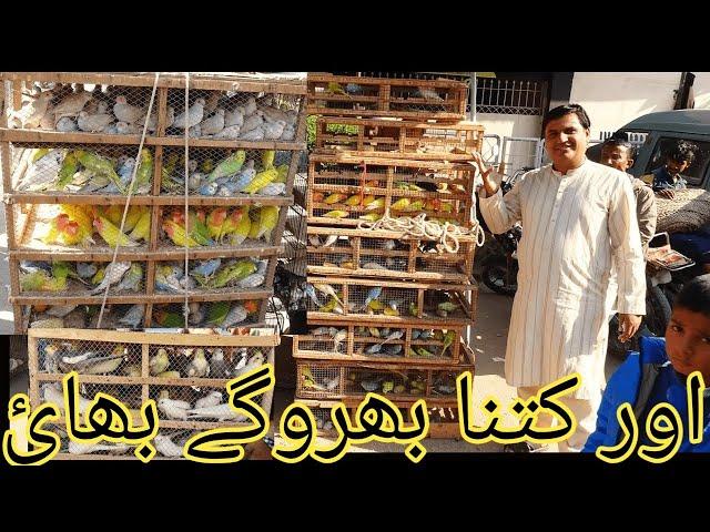 Birds Market Lalukhet Sunday Video Latest Update 15-12-24 Sohail Ahmed TV in Urdu