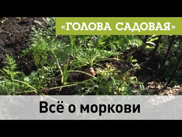 Голова садовая - Всё о моркови