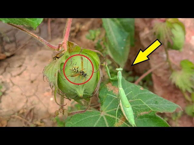 A young MANTIS hunts a WASP.