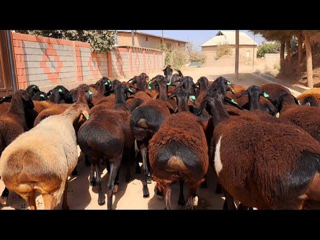 Elite sheep, lambs | Ovejas y corderos de élite raza gissar