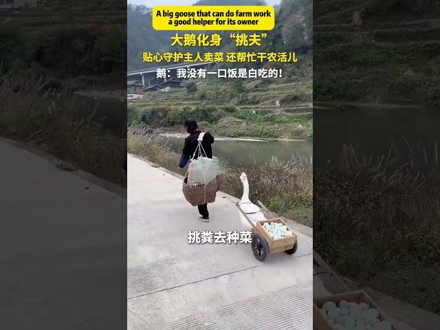 會幹農活的大鵝，主人的好幫手！A big goose that can do farm work, a good helper for its owner!#China #Chinese #生活在中國