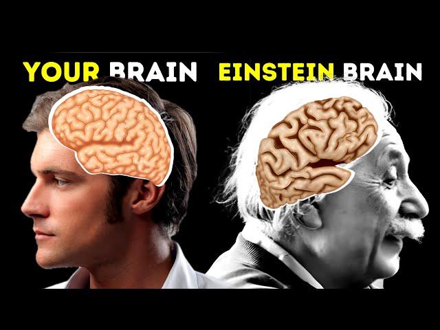 Einstein Brain vs Your Brain!