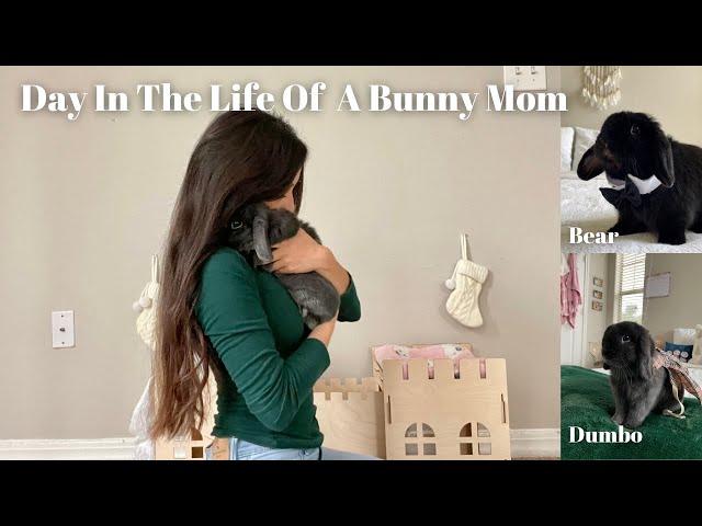 Day in the Life of a Bunny Mom