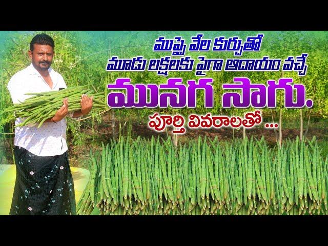 మునగ సాగు పూర్తి వివరాలు | Drumstick Cultivation Full Details | Moringa Farming | AgriTech Telugu