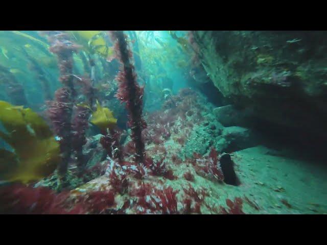 Exploring Ireland Underwater