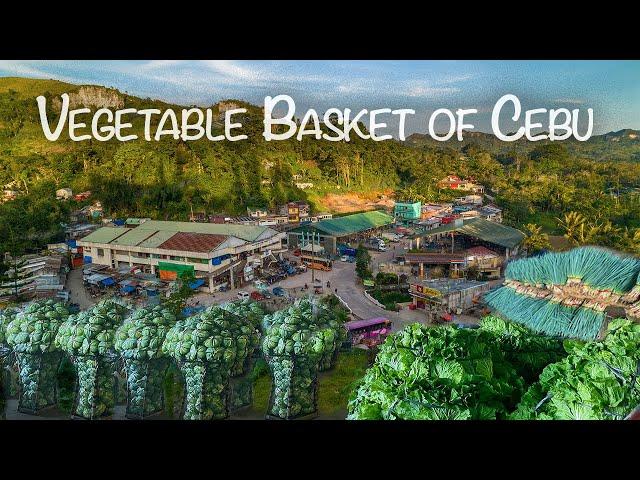 MARKET DAY TOUR ~ The Vegetable Basket of Cebu - Mantalongon, Dalaguete