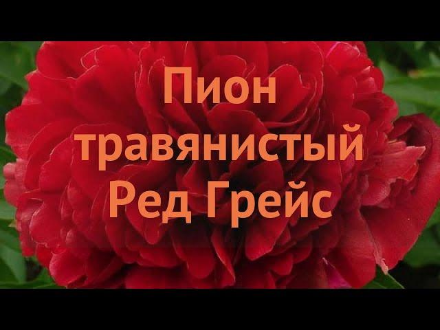 Пион травянистый Ред Грейс  обзор: как сажать, саженцы, луковицы пиона Ред Грейс