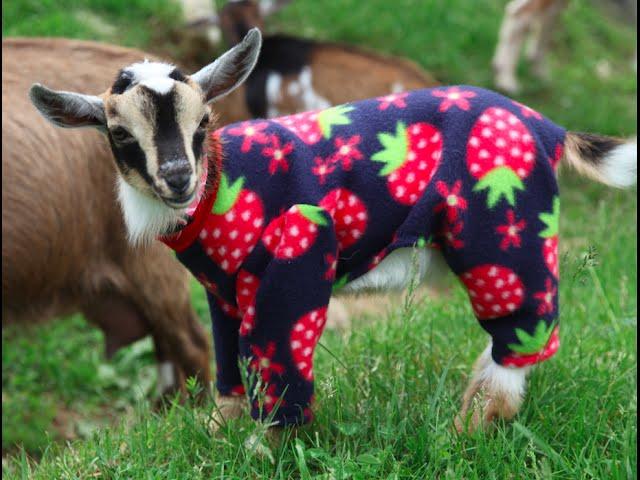 Sunflower Farm Goats in Pajamas! Long Version...for fans who need a bit more of Winifred and Monty!