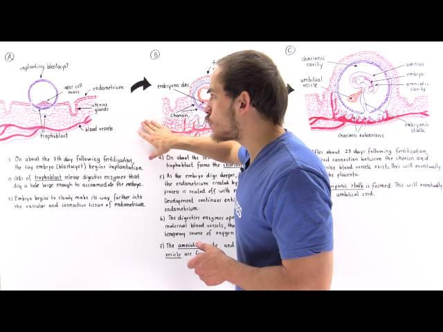 Implantation of Blastocyst