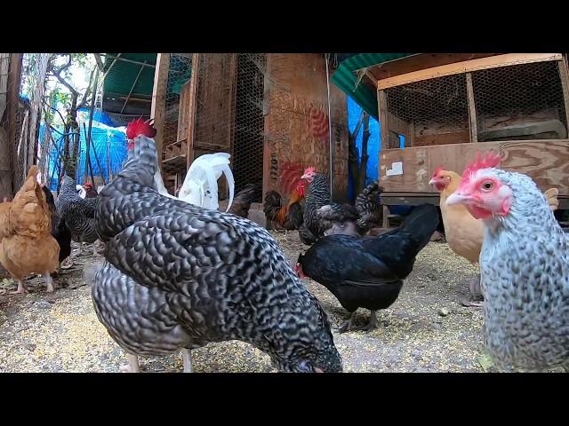 Back Yard Chickens Continuous Footage! Rooster Crowing! Hens Clucking!