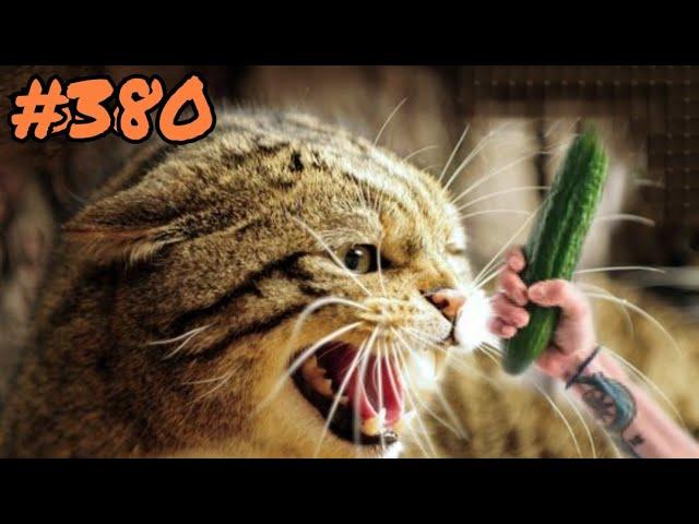 Приколы из тик тока|| Приколы с котами и собаками|| Смешные приколы с животными||