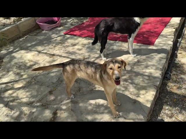 Love is in the Air! Timmy is in Love!    - Takis Shelter